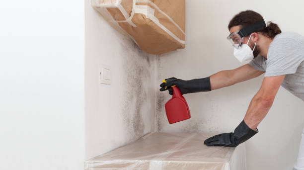 Professional Crawl Space Mold Removal technician working in Essex, IL